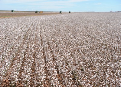 Área cultivada de algodão na Bahia deve crescer 25%, diz Abapa