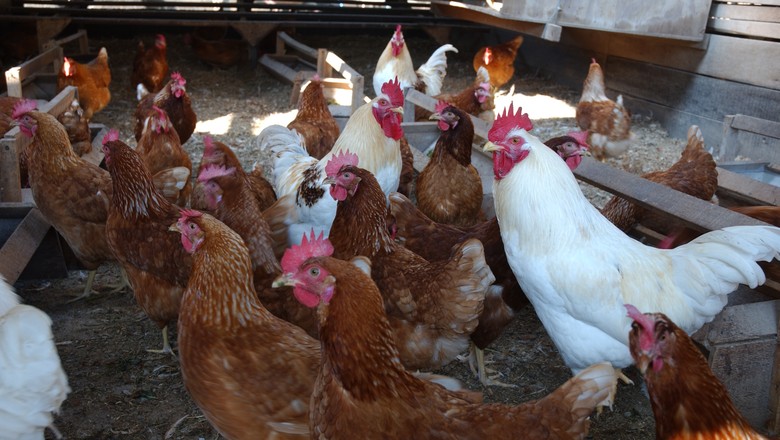 Adubo orgânico: como fazer um produto biológico com esterco de galinha