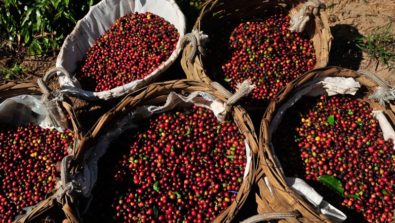 Safra 2018/19 de café da Índia será de 5,2 milhões de sacas, estima USDA