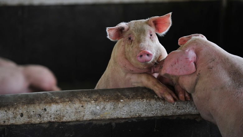 Peste suína tem impacto limitado em preços na China, diz consultoria