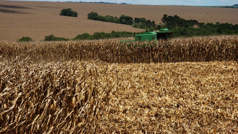 MT deve cultivar 4,66 milhões de hectares de milho, diz Imea