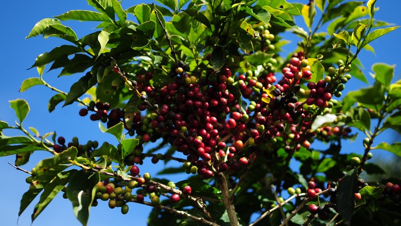 Mercado brasileiro de café tem baixa liquidez neste início de novembro