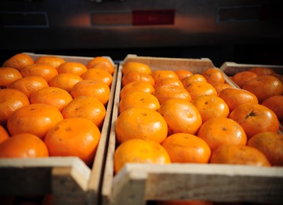 IAC lança tangerina que pode ser cultivada sem agrotóxicos