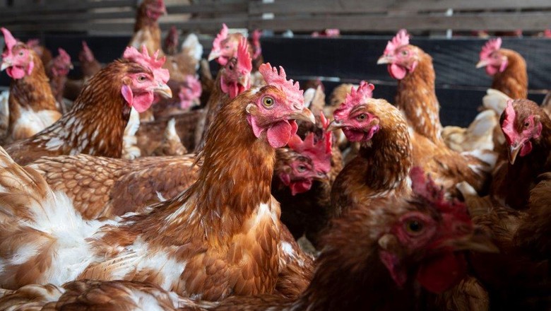 Califórnia aprova lei que promove o bem-estar de galinhas, porcos e bezerros