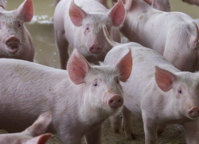 Exportações e demanda interna aquecida elevam preço do suíno