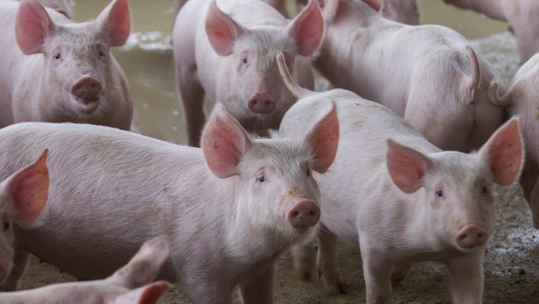 Indústria de carne suína comemora fim do embargo da Rússia