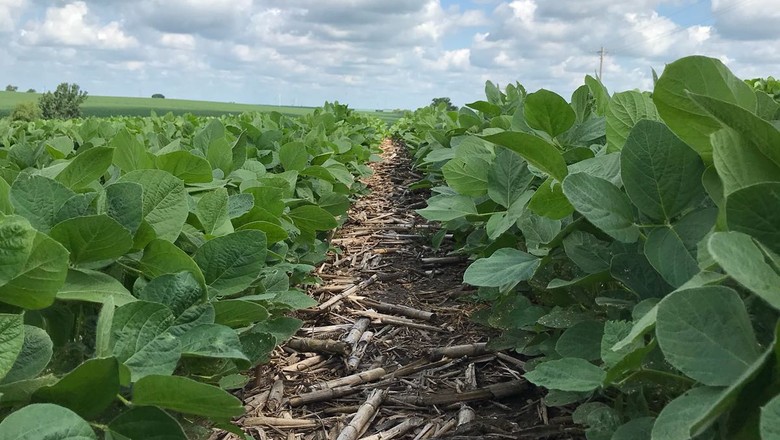 USDA prevê maior plantação de milho e menor área de cultivo de soja em 2019