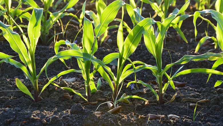 Fósforo é nutriente vital e finito para a agricultura, diz engenheiro agrônomo