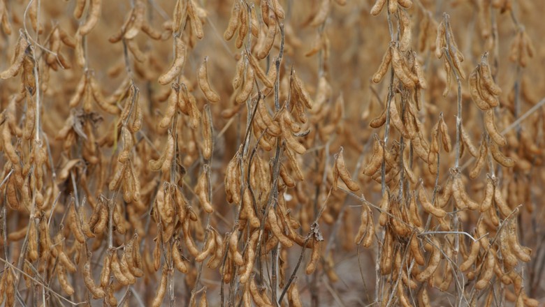 Plantio da safra 2018/19 de soja atinge 89% da área no Brasil