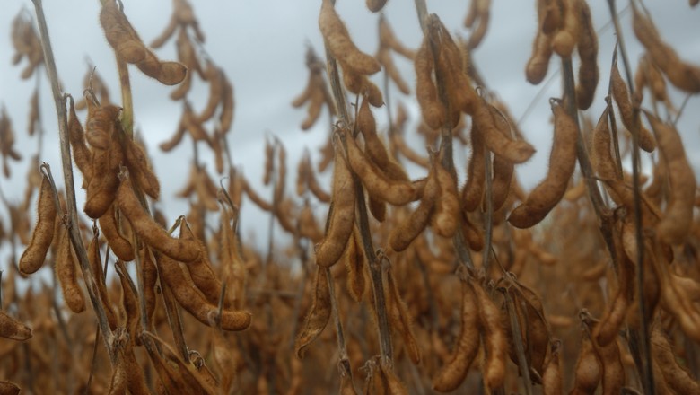 Vendas externas de soja dos EUA caem 8% na semana