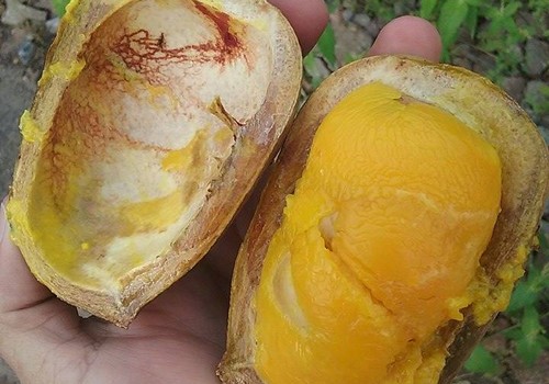 Conheça a jacarandá-banana, que tem mamão e laranja no sabor dos frutos