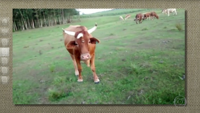 Boi com três chifres: fenômeno raro pode ser prejudicial ao animal