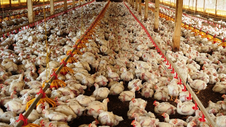 Sanderson Farms vai eliminar uso de antibióticos em frangos