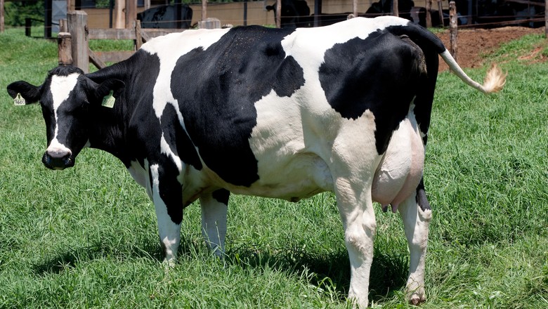 Startup que identifica mastite em vacas vence desafio da Embrapa