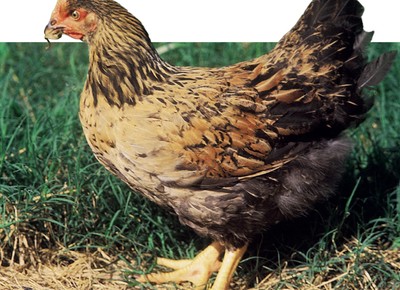 IMA concede primeira certificação para granja de frango caipira