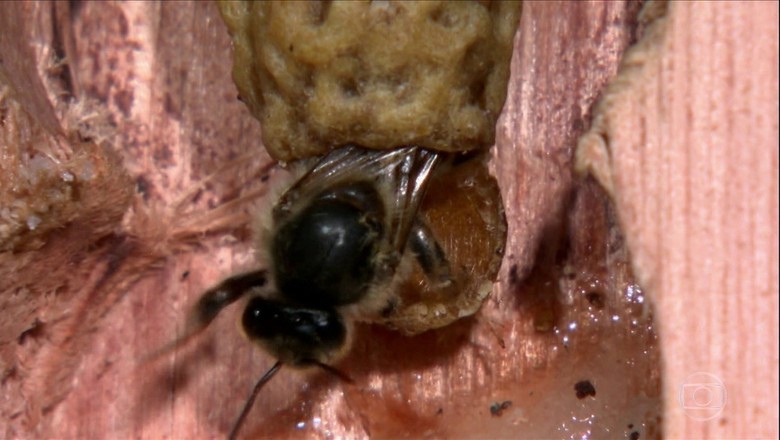 Conheça técnica de produção de abelhas rainhas