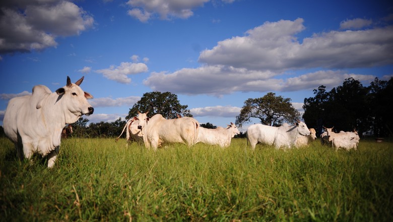 Cinco dicas para proteger o gado do calor excessivo