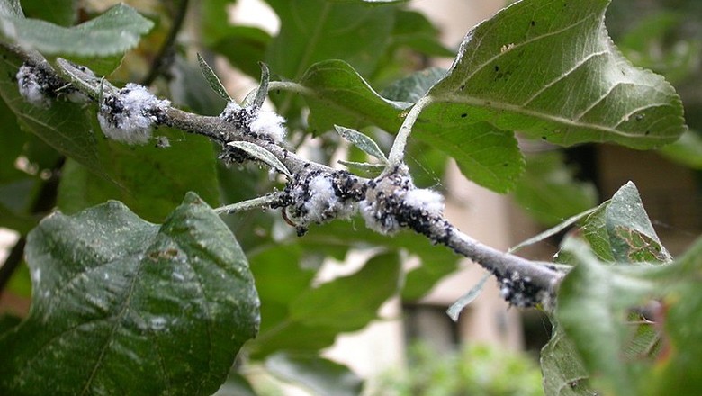 Conheça o pulgão lanígero, comum em macieiras