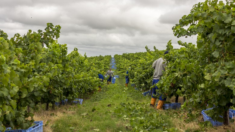 Agrotóxico da soja atinge parreiras e ameaça safra da uva no RS