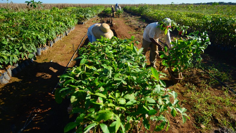 USDA prorroga prazo para agricultores solicitarem ajuda do governo