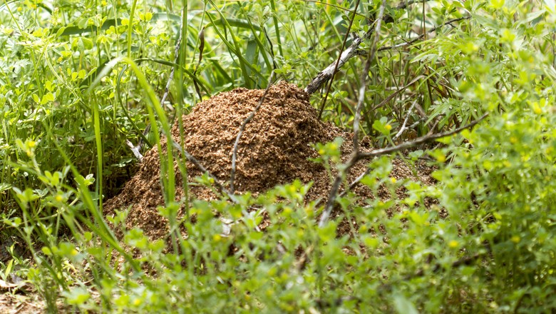 Saiba como evitar que as formigas lava-pés deixem a grama seca