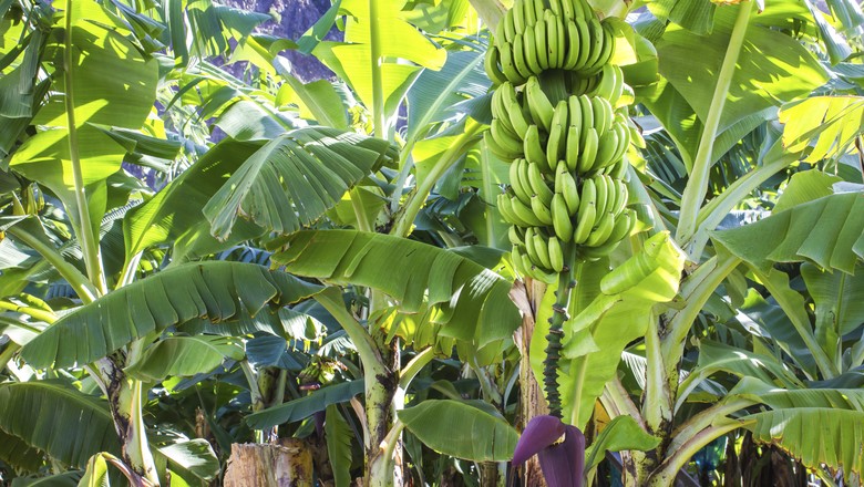 Holanda consegue produzir primeira safra de banana sem uso de terra