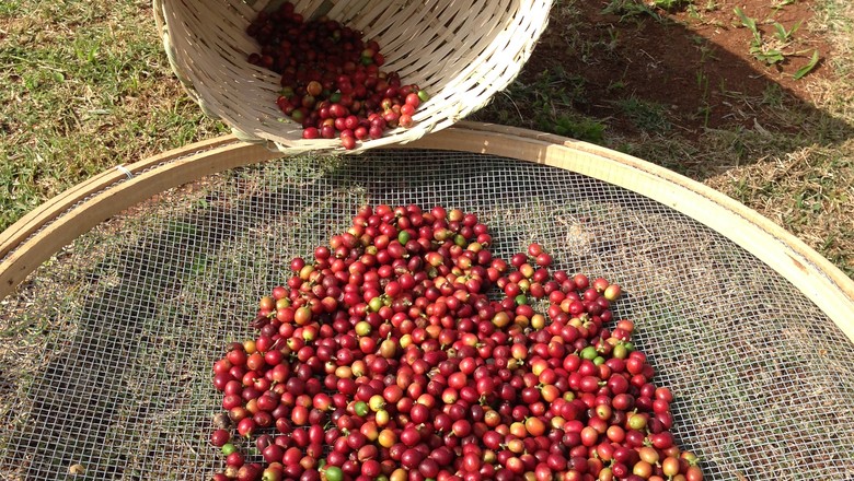 Exportação de café em 2018 sobe 10,8%