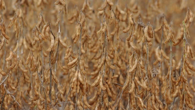 Chuva não ameniza déficit hídrico da soja no Paraná