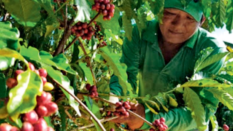 Cafeicultores querem acordo com UE para expandir mercado