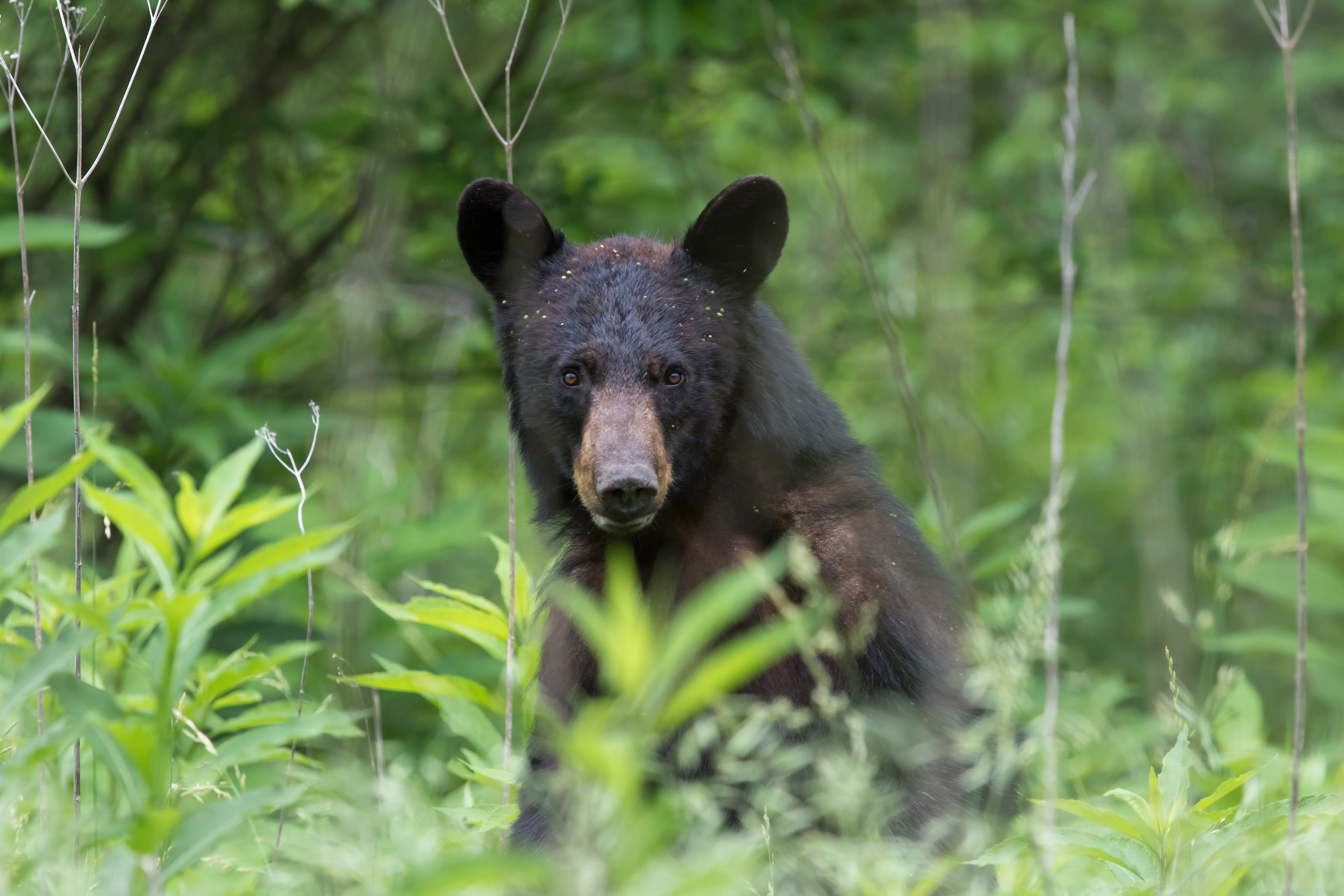 Garoto de três anos desaparecido por dois dias em floresta diz que foi protegido por urso