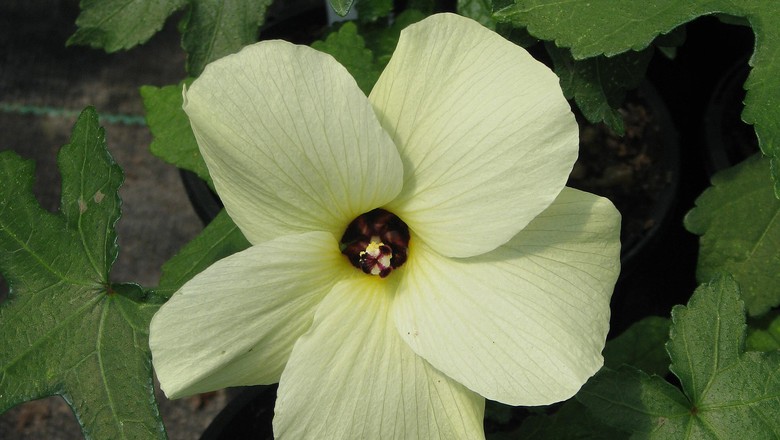 GR Responde: conheça a hibiscus aculeatus