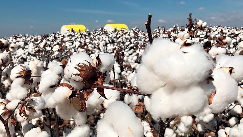 Goiás deve ampliar em 30% área plantada de algodão em 2018/19, diz Agopa