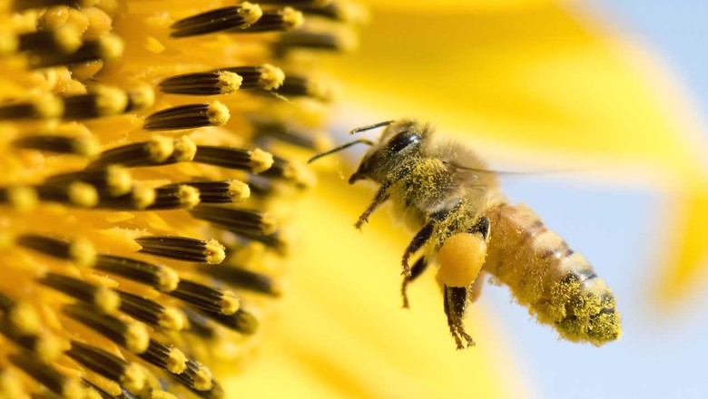 Insetos podem ser extintos do planeta em um século