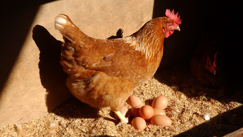 Ovos de galinhas livres de gaiolas são usados em ração para cães e gatos