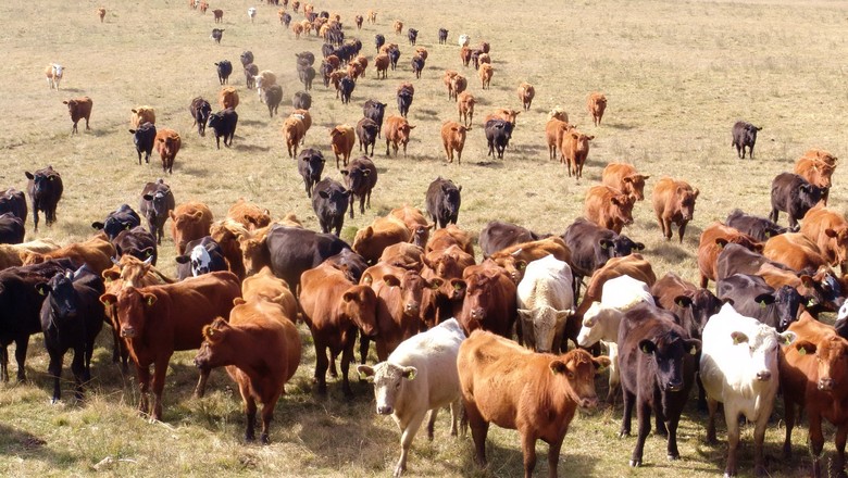 Após ano de seca, Austrália sofre com inundações e perde 500 mil bovinos