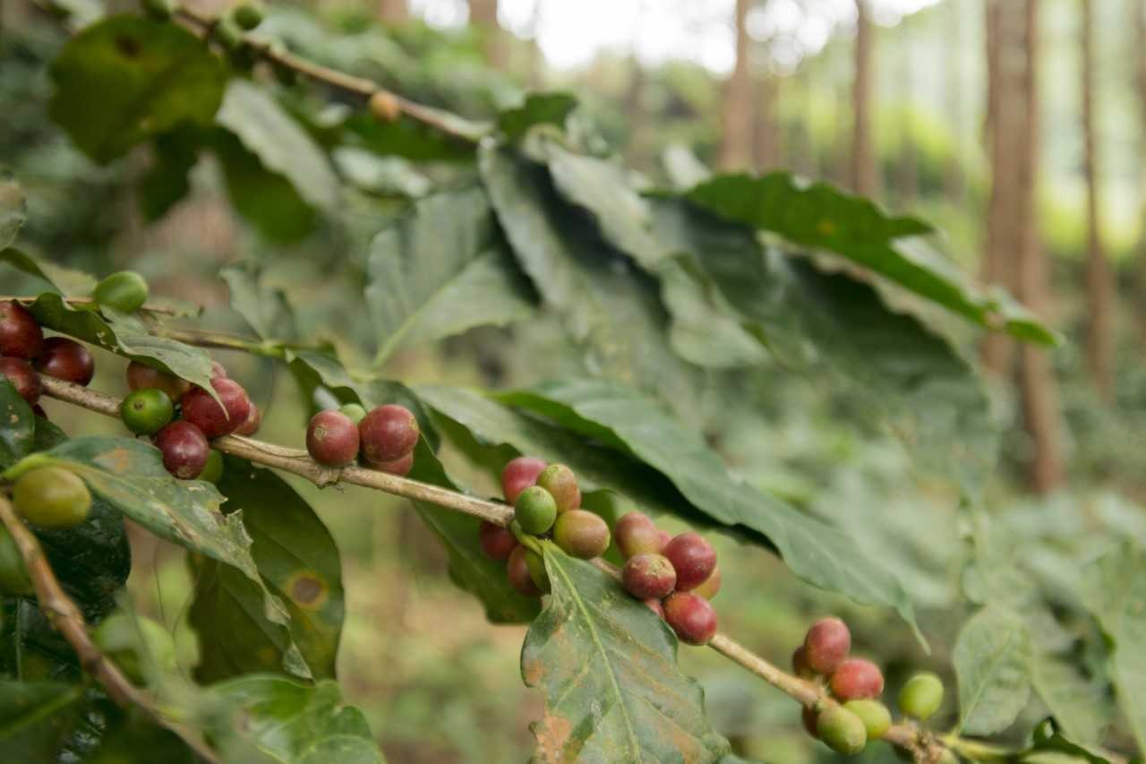 Café: Incidência de ferrugem na safra pode reduzir produção em até 35%