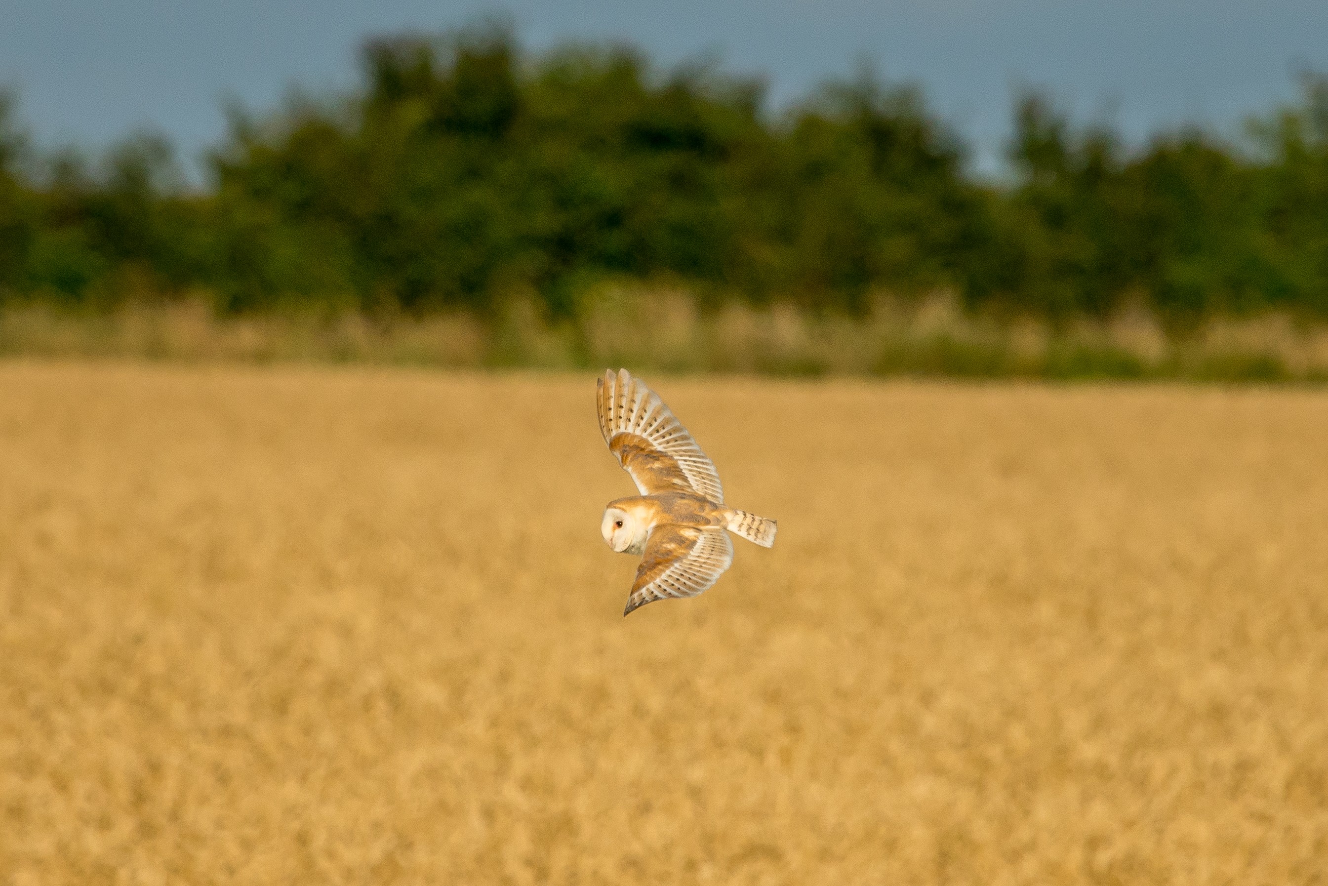 Pesquisa sobre migração de aves une israelenses, palestinos e jordanianos