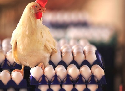 Ovos de galinhas geneticamente modificadas contêm proteína anticâncer