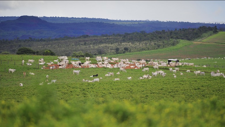 Inundações na Austrália podem ter matado 300 mil cabeças de gado