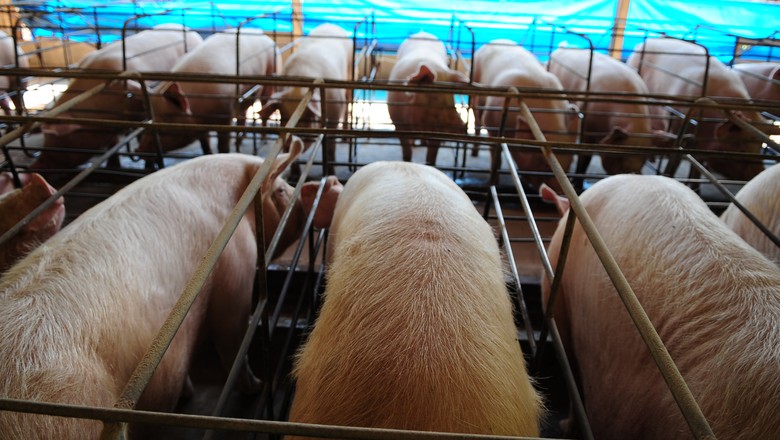 Secretário prevê crescimento das exportações de carne em 2019 em SC