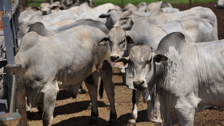 Mercado de sêmen bovino cresce 14% puxado pelas raças de corte