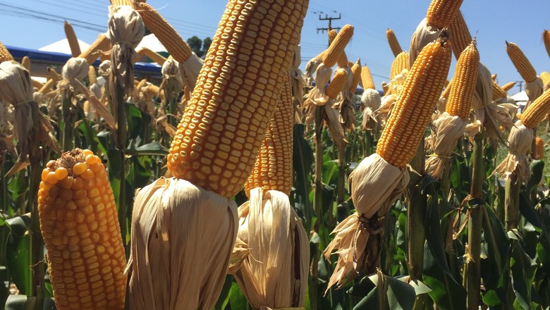 Plantio da safrinha de milho em MT chega a 74% da área prevista