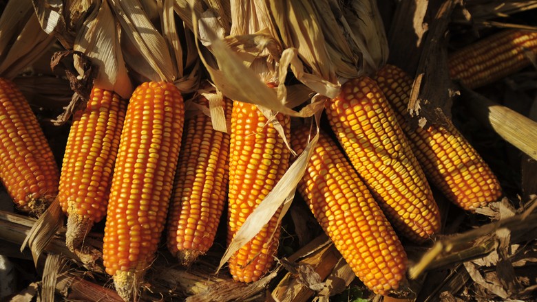 África do Sul deve importar milho pela segunda vez em uma década, diz USDA
