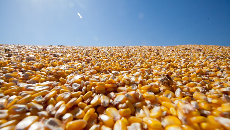 Produção de milho nos EUA deve crescer, mas estoques devem recuar
