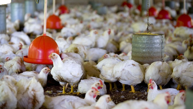 Abate de frangos cai 2,5% em 2018 ante 2017, diz IBGE