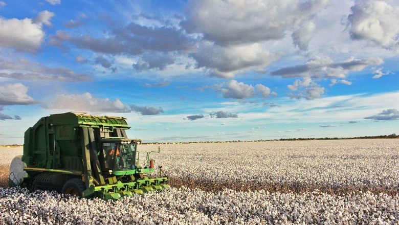 Safra de algodão em 2019 será recorde, 13,0% maior do que em 2018, diz IBGE