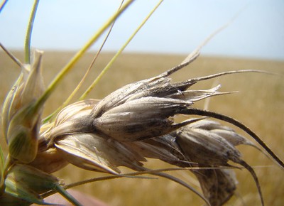 Moagem de trigo cresce 3,4% e atinge 12,17 milhões de t em 2018