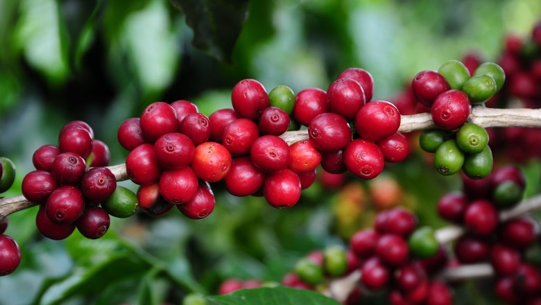 Preço do café arábica recua ao menor valor desde julho de 2014