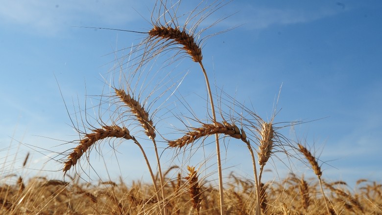 Produção agrícola da Austrália deve cair para menor nível desde 2014 devido à seca