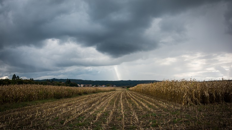 Chuvas favorecem germinação e crescimento de milho em MS, diz Semagro
